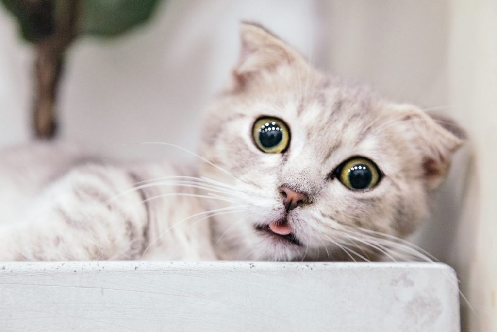 Cat en profundidad