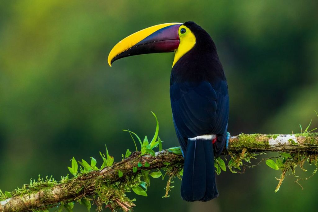 Cawbird, el cliente de Twitter para Linux