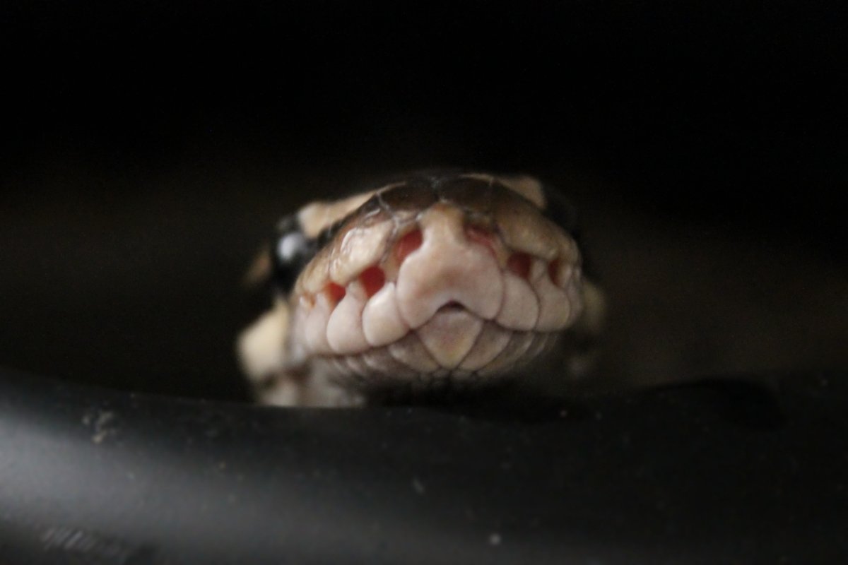 Diálogos con Python