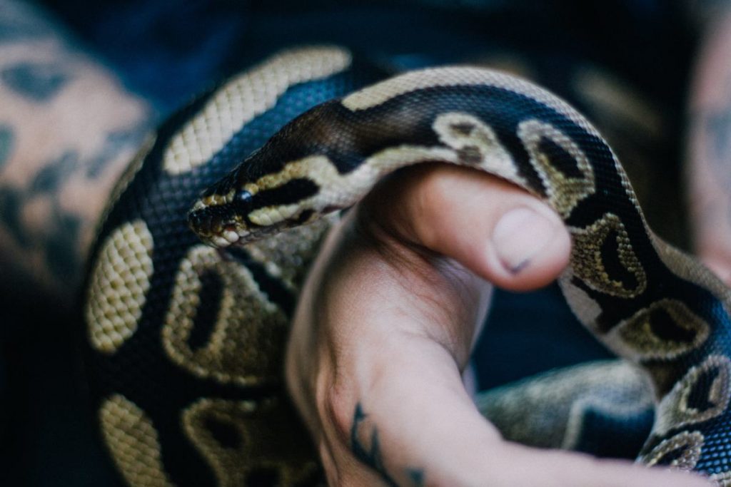 Aprender Python y Sense Hat Emulator